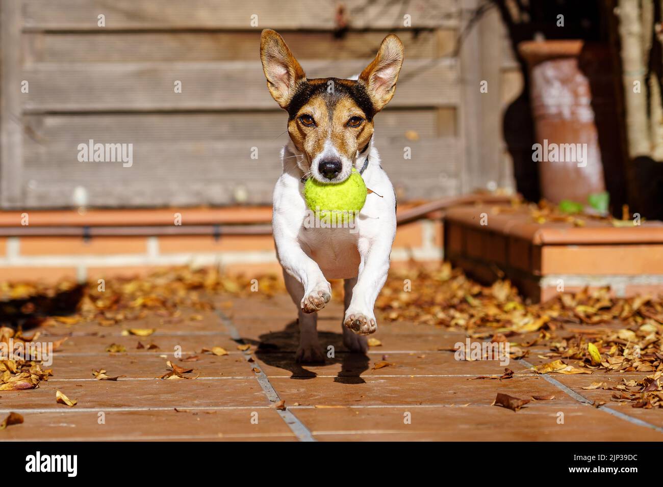Jack russell terrier with a ball in its mouth hires stock photography and images Alamy