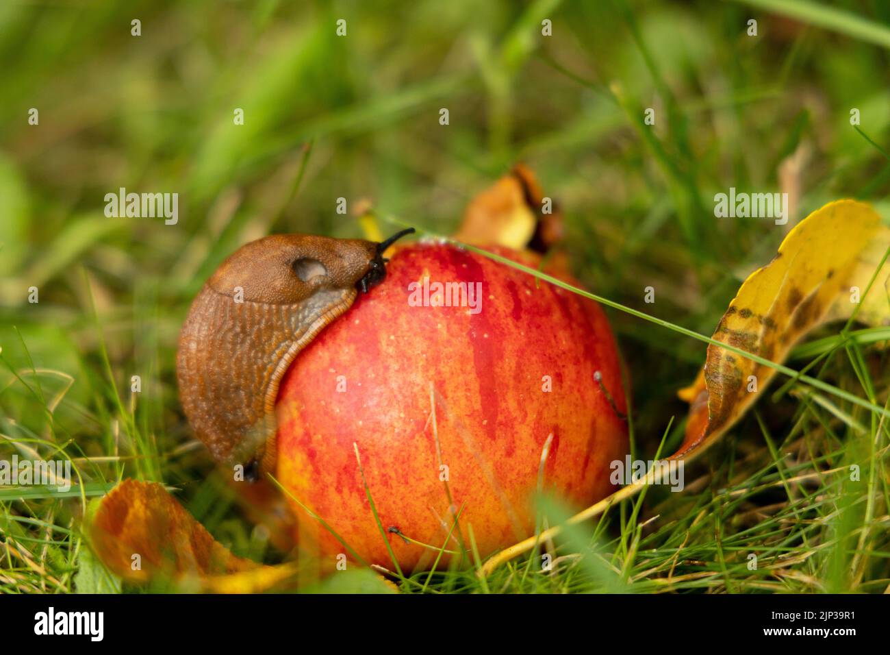 apple, slug, apples, slugs Stock Photo Alamy