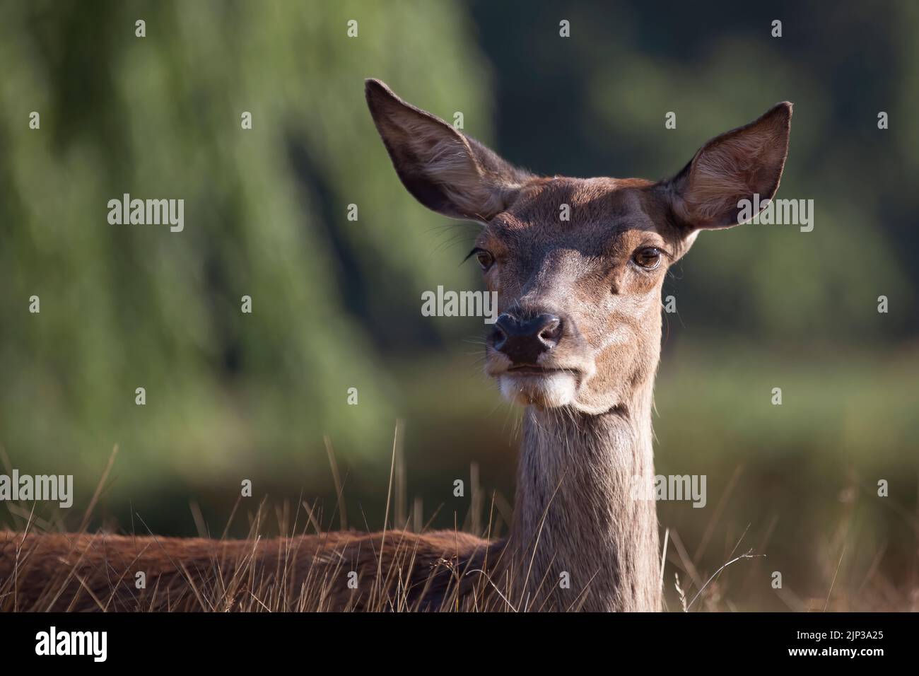 Deer have beautiful eyes with long eyelashes Stock Photo
