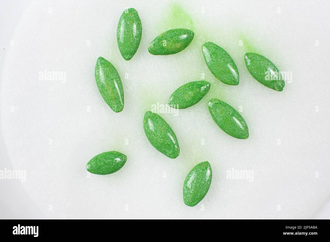 Growing cucumbers from seeds. Step 1 - Soaking the seeds on a cotton pad. Stock Photo