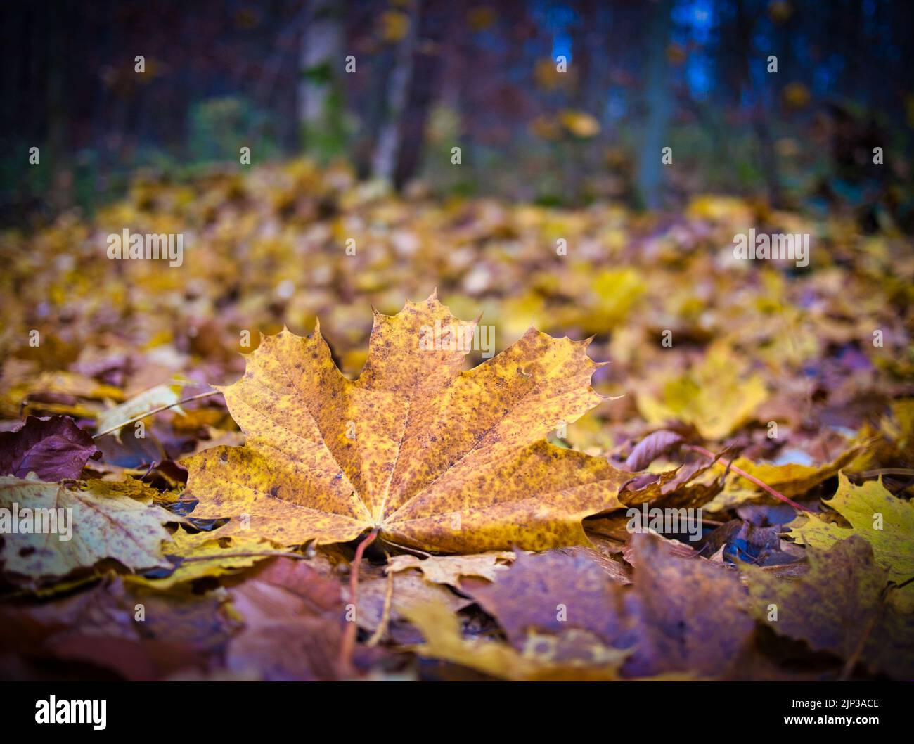 leaves, autumn leaves, forest, maple leaf, leaf, forests, wood, woodland, woods, maple leafs Stock Photo
