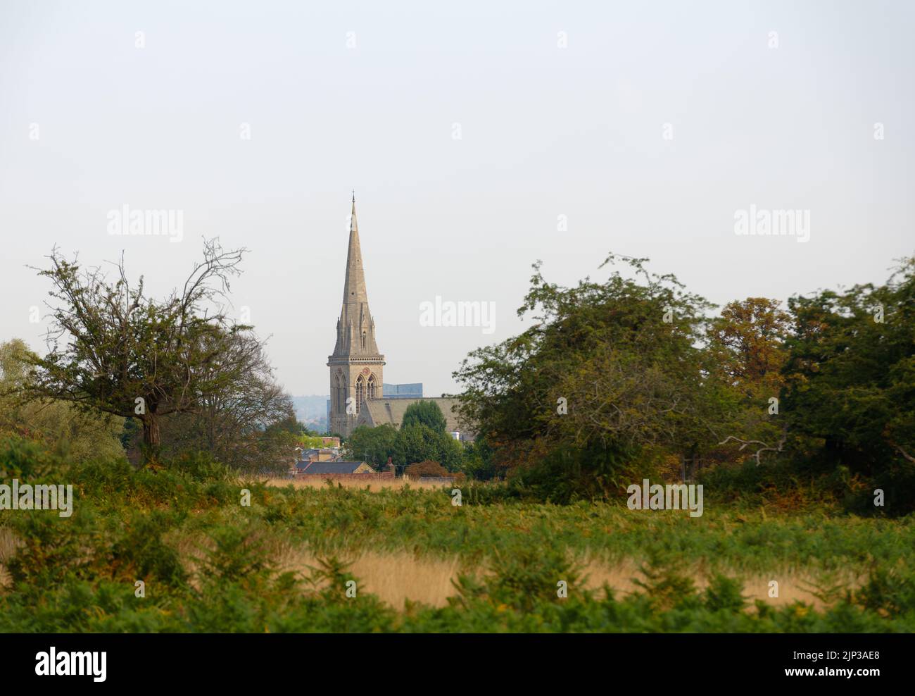 The church spire of St Matthias viewed across Richmond Park during the 2022 heatwave Stock Photo