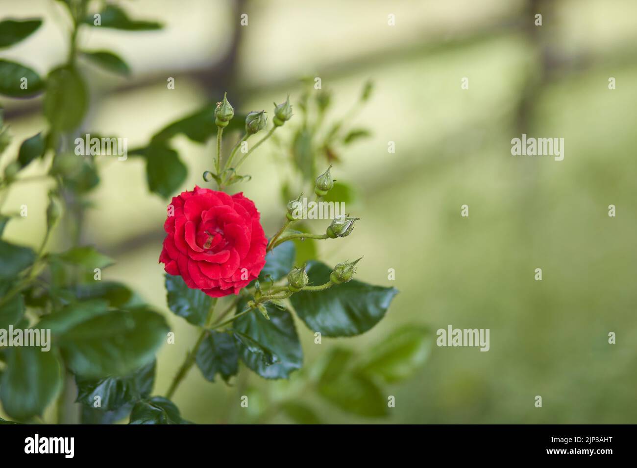 A closeup shot of a miniature red rose on a plant with green leaves and a blur background Stock