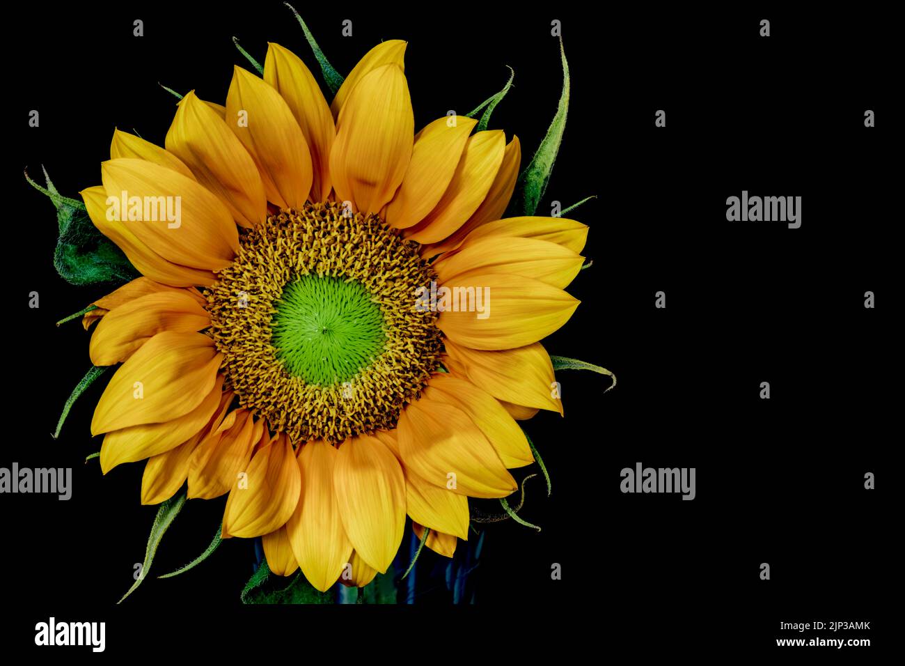 close up of sunflower against black background Stock Photo
