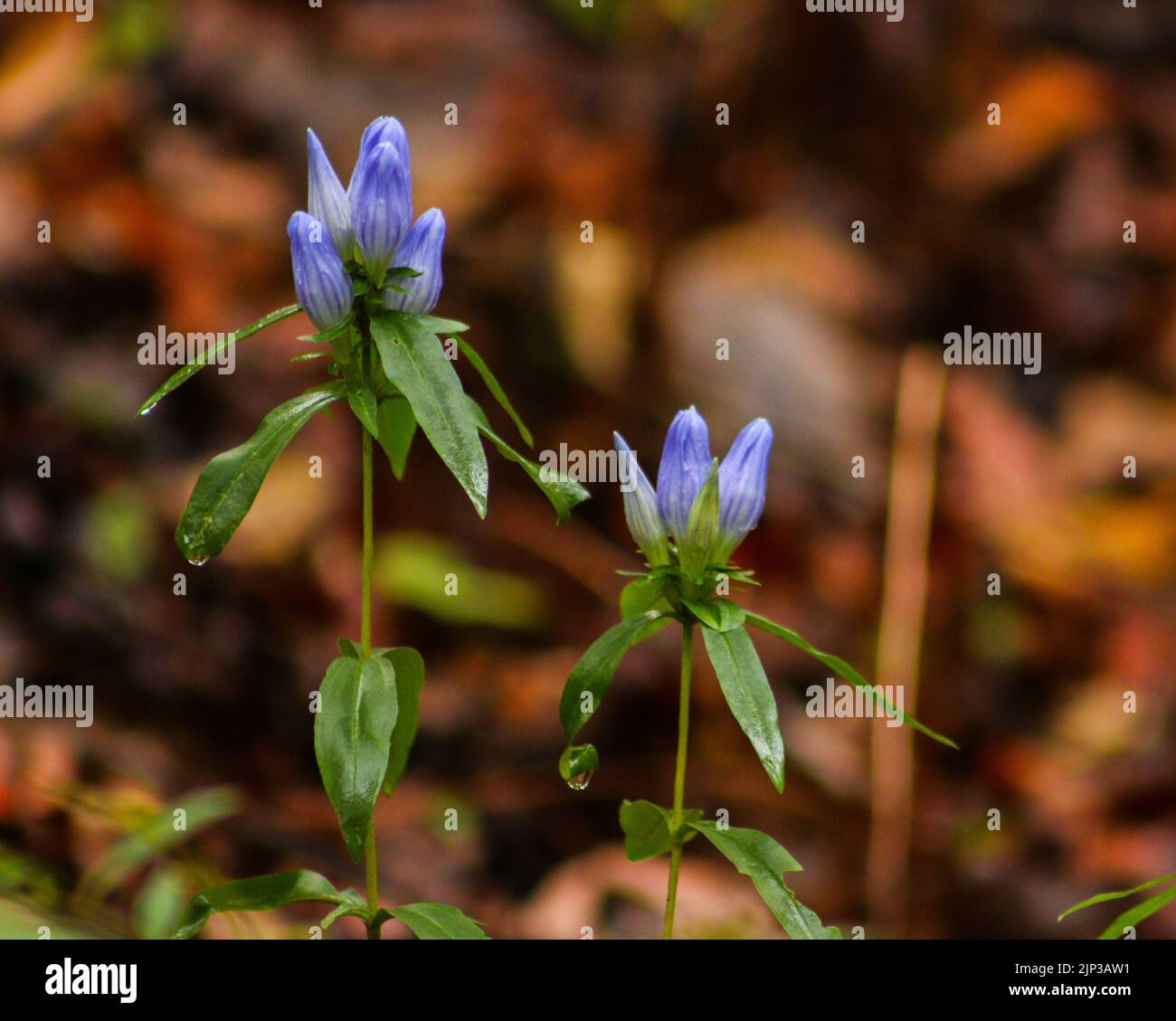 A closeup top view of small delicate Japanese bottle gentian flowers with a blur background Stock Photo