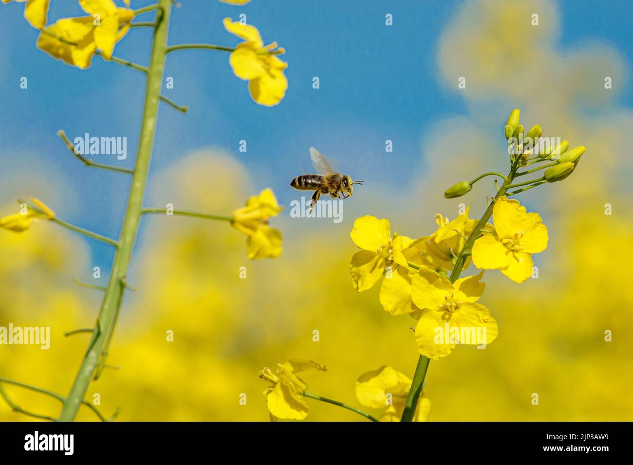 bee, rape, pollination, bees, rapes, pollinations Stock Photo - Alamy