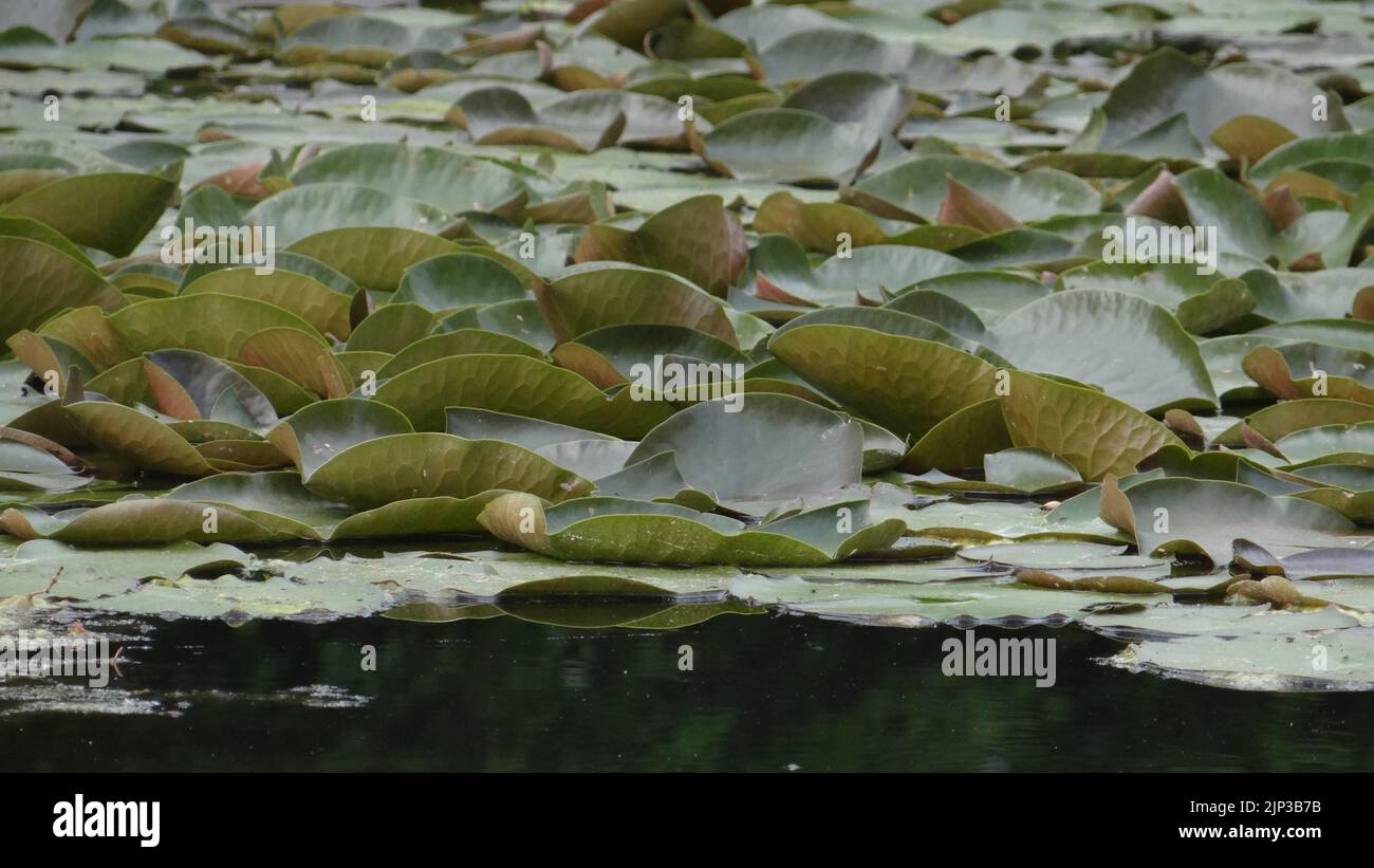 A closeup shot of green lotus leaves floating on a lake surface Stock Photo