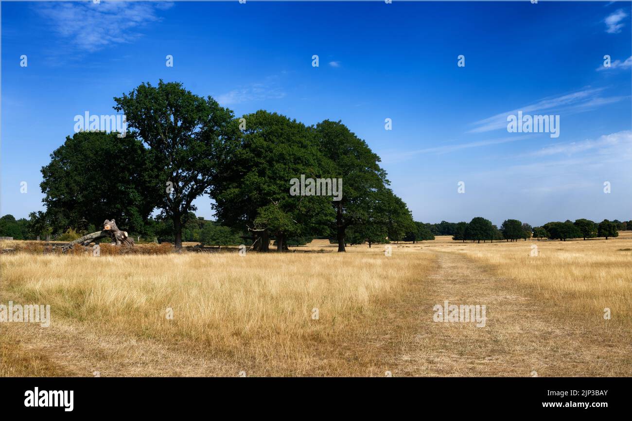 Green trees and blue skies contrast with parched yellow dry grass in