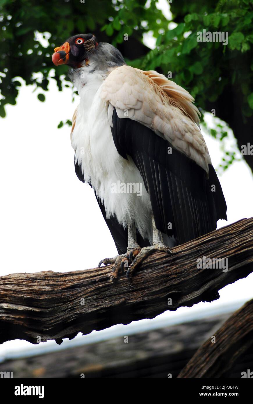 King vulture (Sarcoramphus papa). This large birdie  found in Central and South America. It is a member of the New World vulture family, Cathartidae. Stock Photo