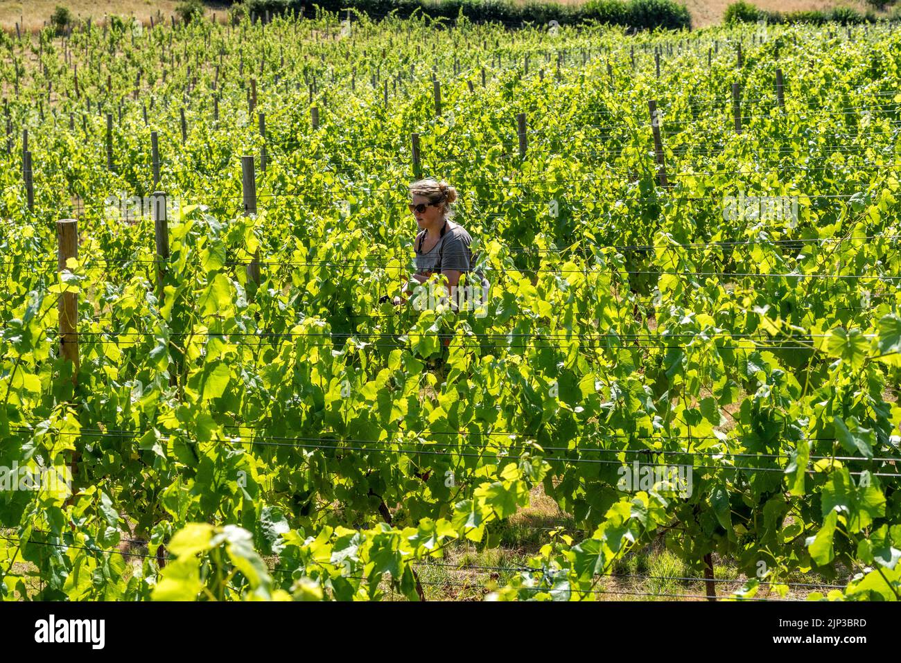 Lewes, August 8th 2022 Viticulture student Louisa Adams 'tucking in