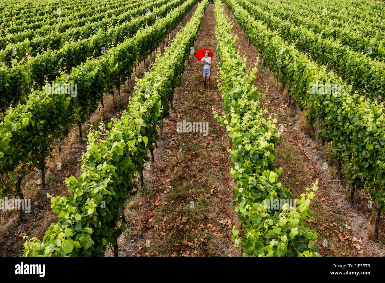 Sussex, UK. 15th Aug, 2022. A visitor shelters from the sun using an umbrella as a parasol - The vines in the Redfold vineyard, which makes Abriel sparkling wine (in east sussex), remain green because of their deep roots but the fields are scorched yellow around them. The second short heatwave and the announcement of drought conditions in much of the UK. Credit: Guy Bell/Alamy Live News Stock Photo