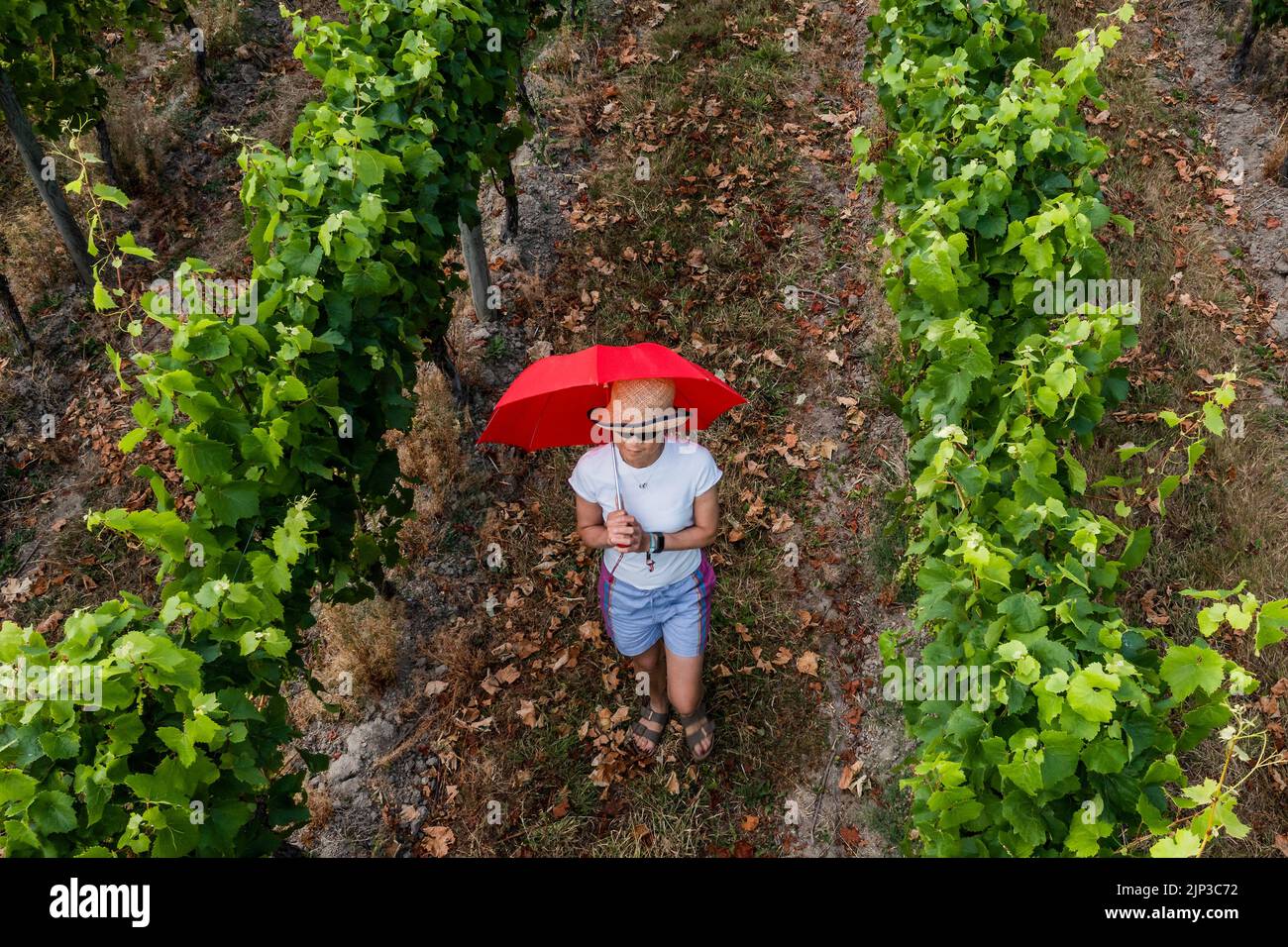 Sussex, UK. 15th Aug, 2022. A visitor shelters from the sun using an umbrella as a parasol - The vines in the Redfold vineyard, which makes Abriel sparkling wine (in east sussex), remain green because of their deep roots but the fields are scorched yellow around them. The second short heatwave and the announcement of drought conditions in much of the UK. Credit: Guy Bell/Alamy Live News Stock Photo