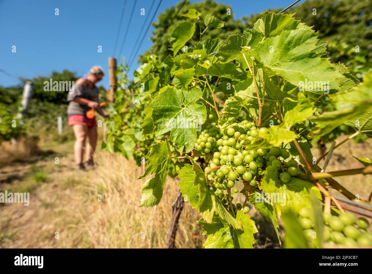 Lewes, August 8th 2022 Viticulture student Louisa Adams 'tucking in