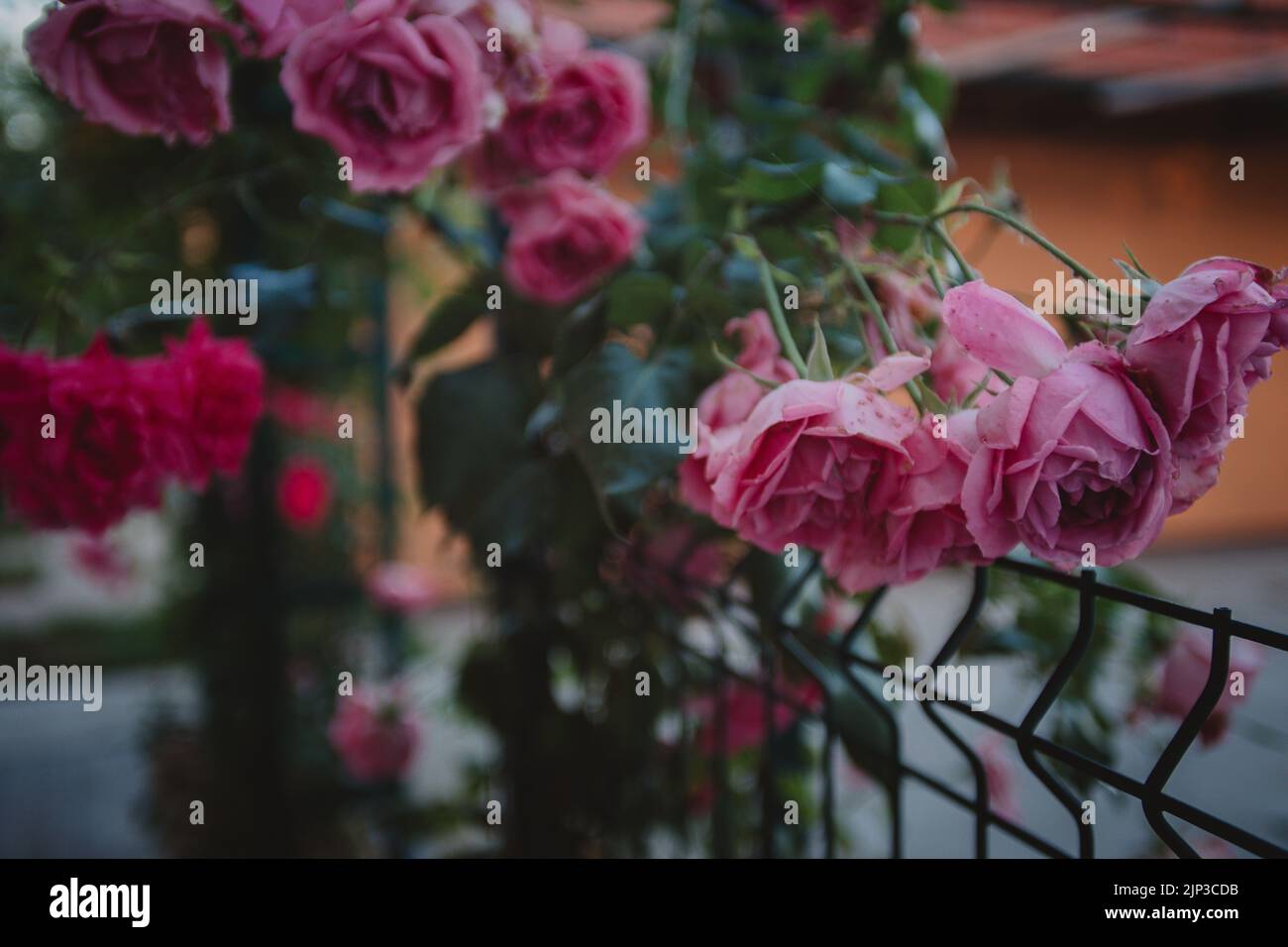 A closeup of a beautiful bush with pink roses on the garden fence Stock ...