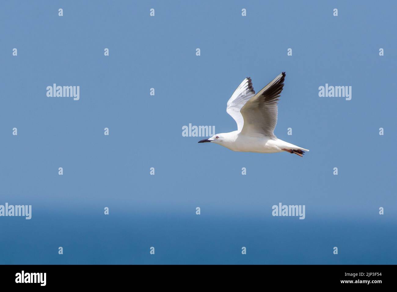 SlenderBilled Gull (Chroicocephalus genei) in flight in the UAE Stock