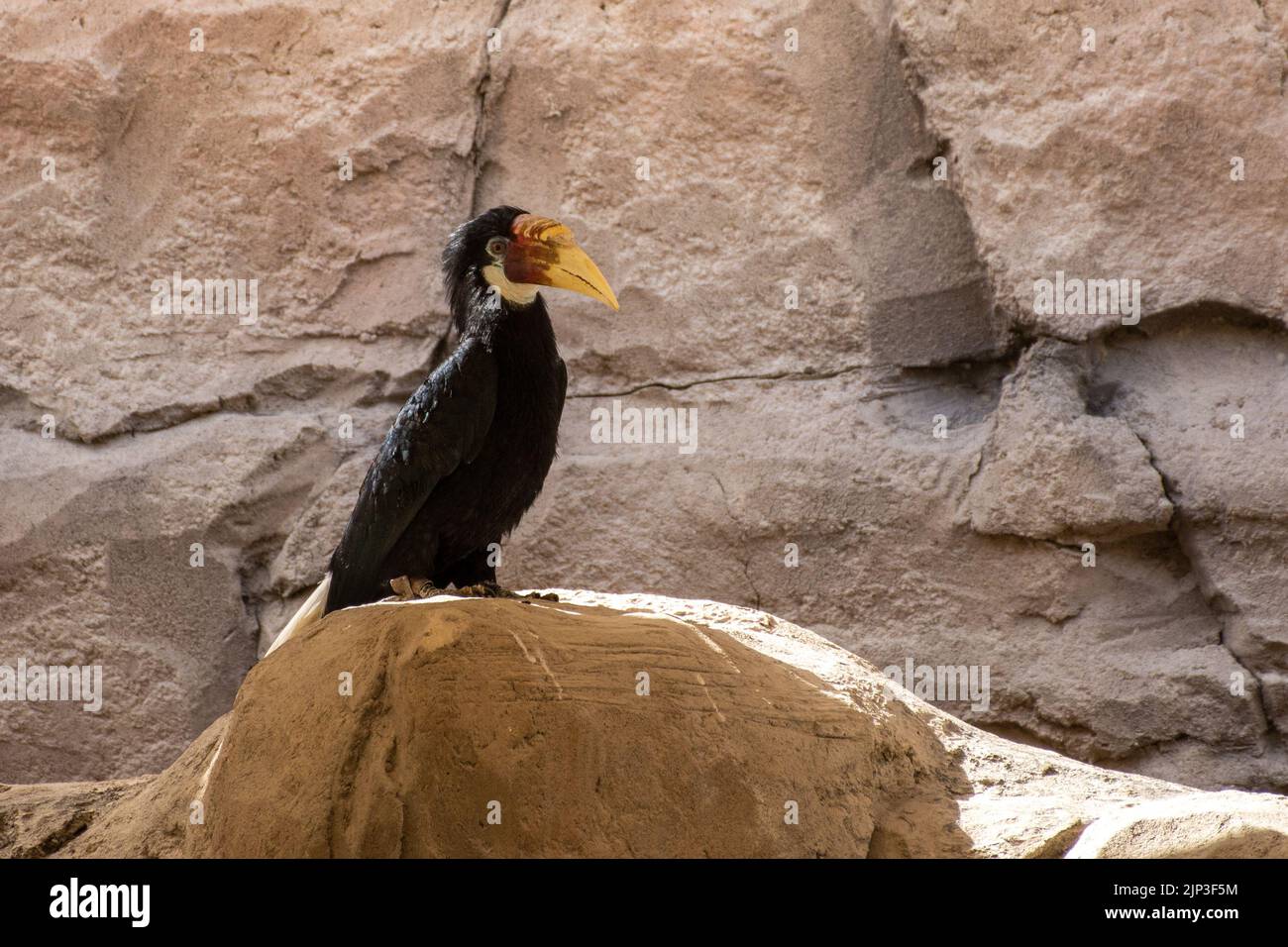 Palawan hornbill (Anthracoceros marchei)  on a rock close up. Stock Photo