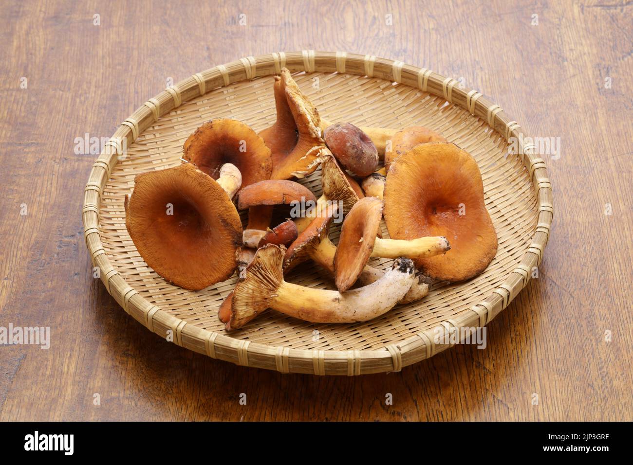 weeping milk cap mushrooms ( Lactarius volemus ) Stock Photo