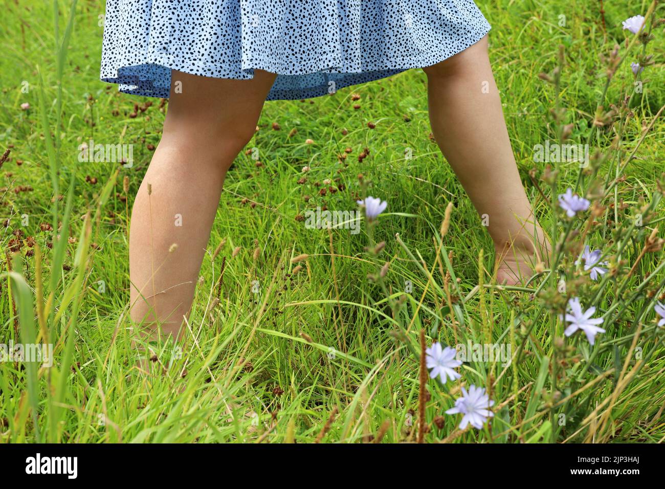 Barefoot girl in summer dress walking on a grass. Young woman enjoying the nature on green meadow with chicory flowers Stock Photo