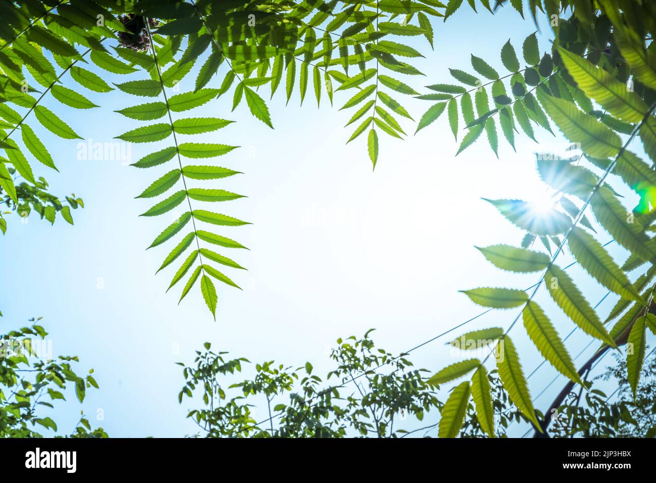 A low angle shot of tree branches with green leaves against a blue sky ...