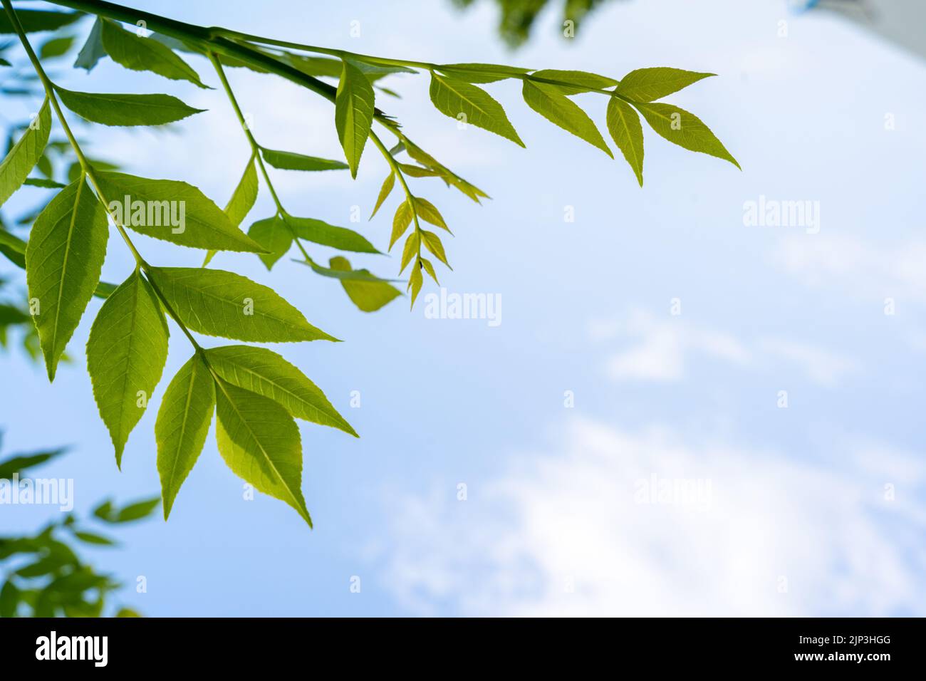Branches of European ash tree with fresh green leaves under blue sky in ...