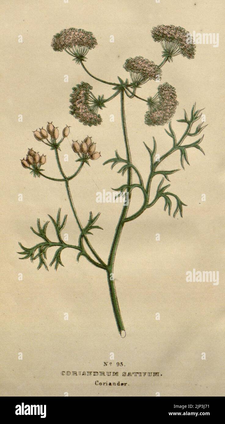 The family flora and materia medica botanica (No. 95 Stock Photo Alamy