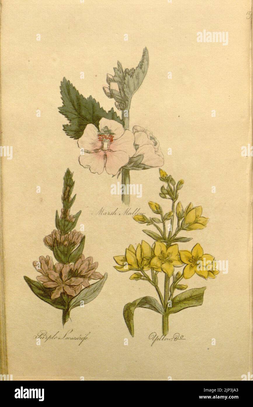 The family herbal (Plate 32 Stock Photo Alamy