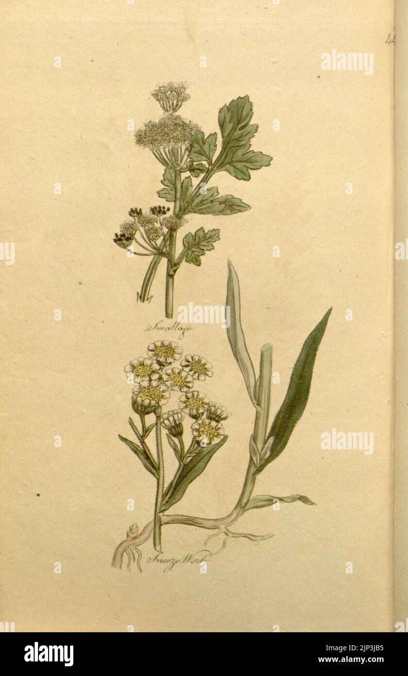 The family herbal (Plate 44 Stock Photo Alamy