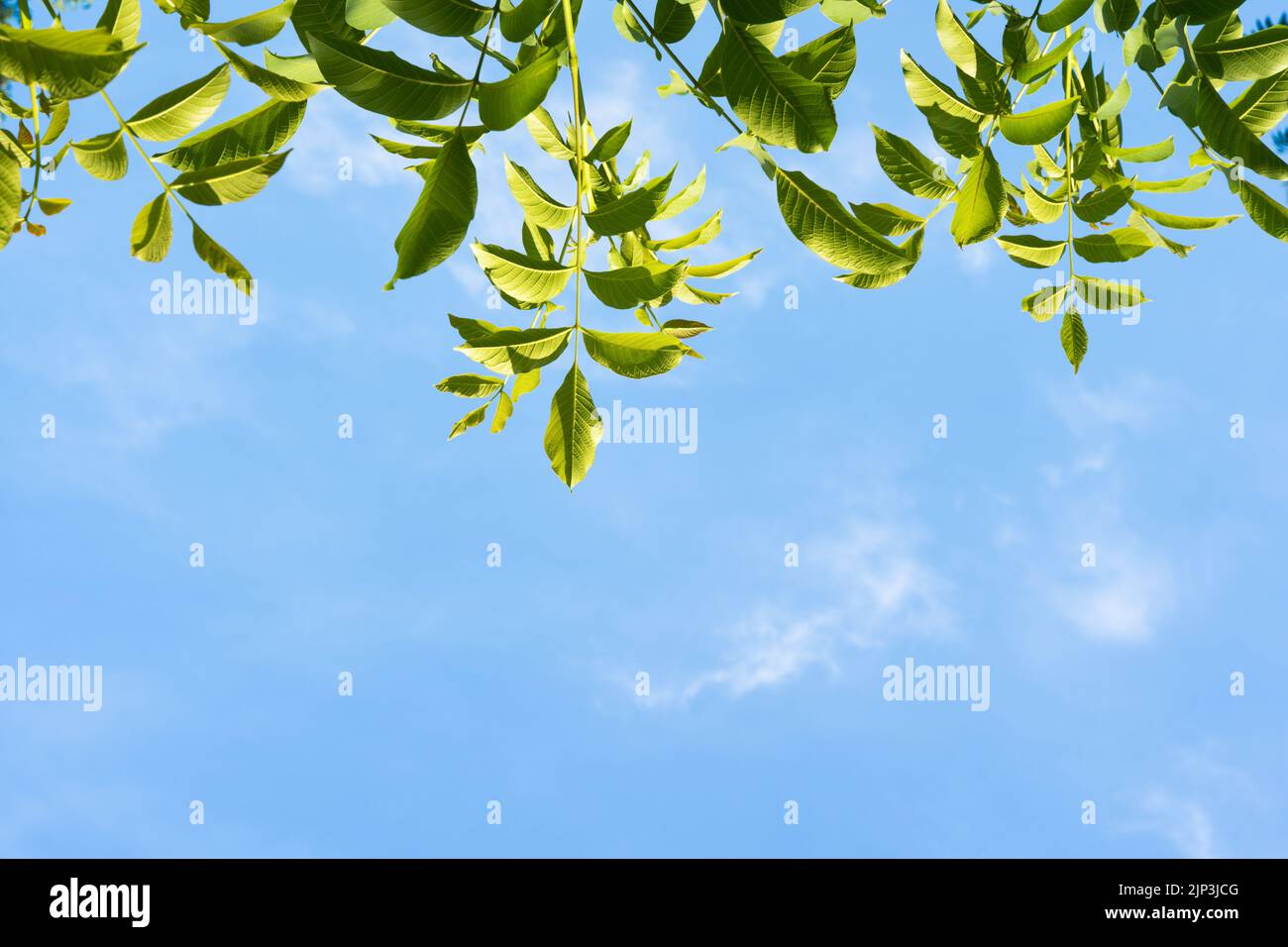 Branches of European ash tree with fresh green leaves under blue sky in ...