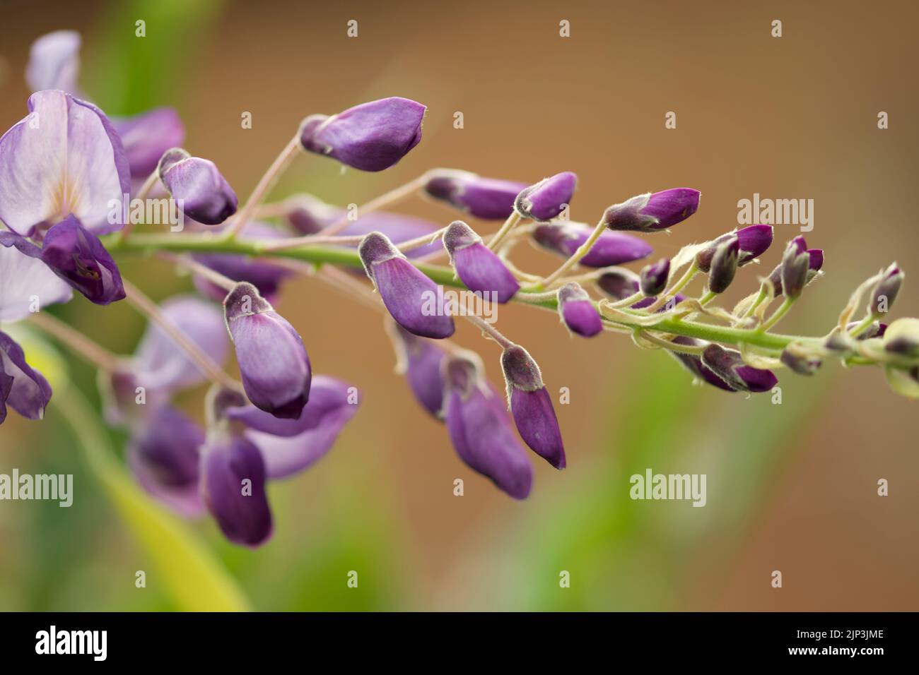 Wisteria flowers and buds Stock Photo Alamy