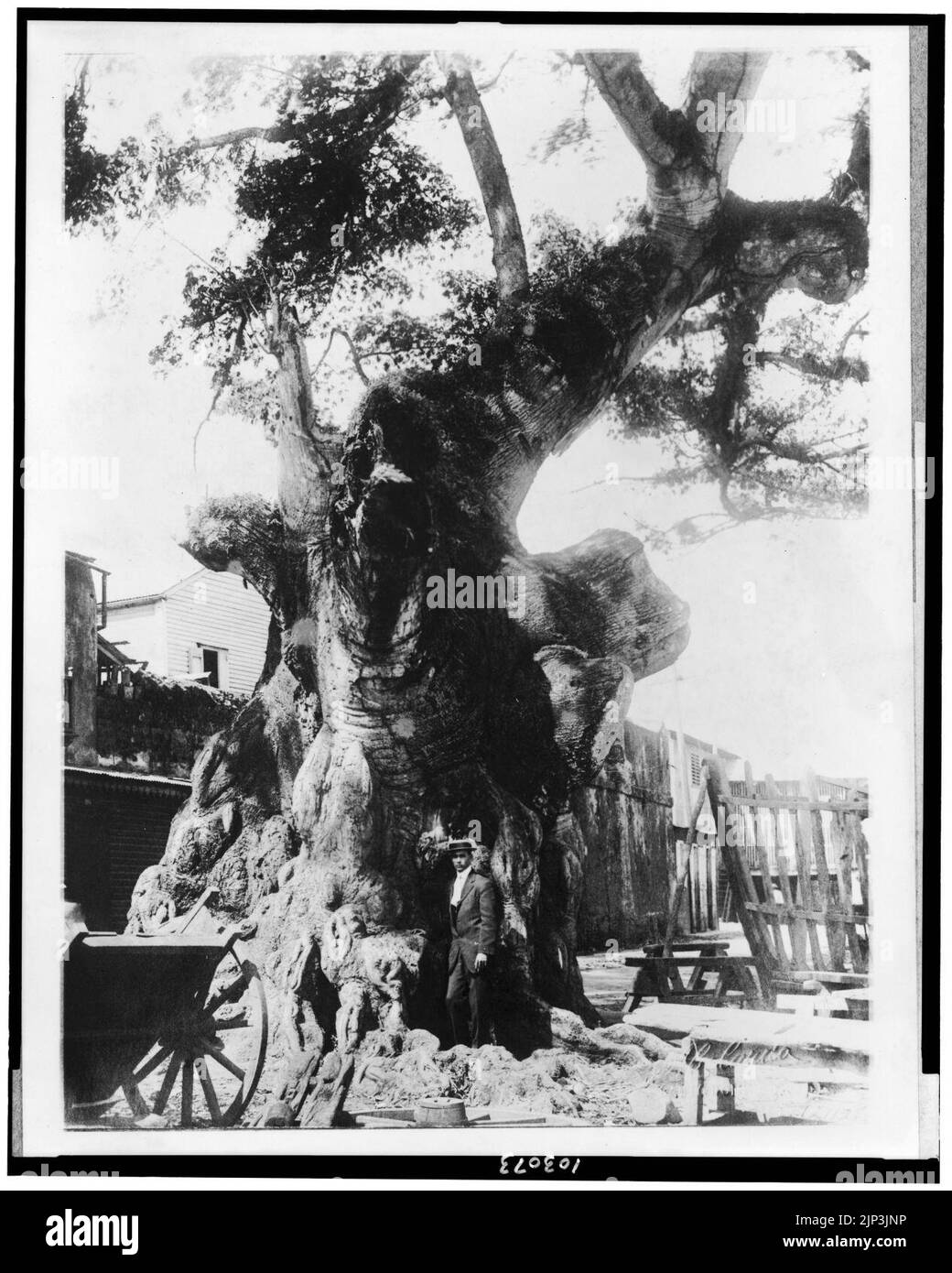 The Famous Columbus tree at Santo Domingo, Dominican Republic. It was ...