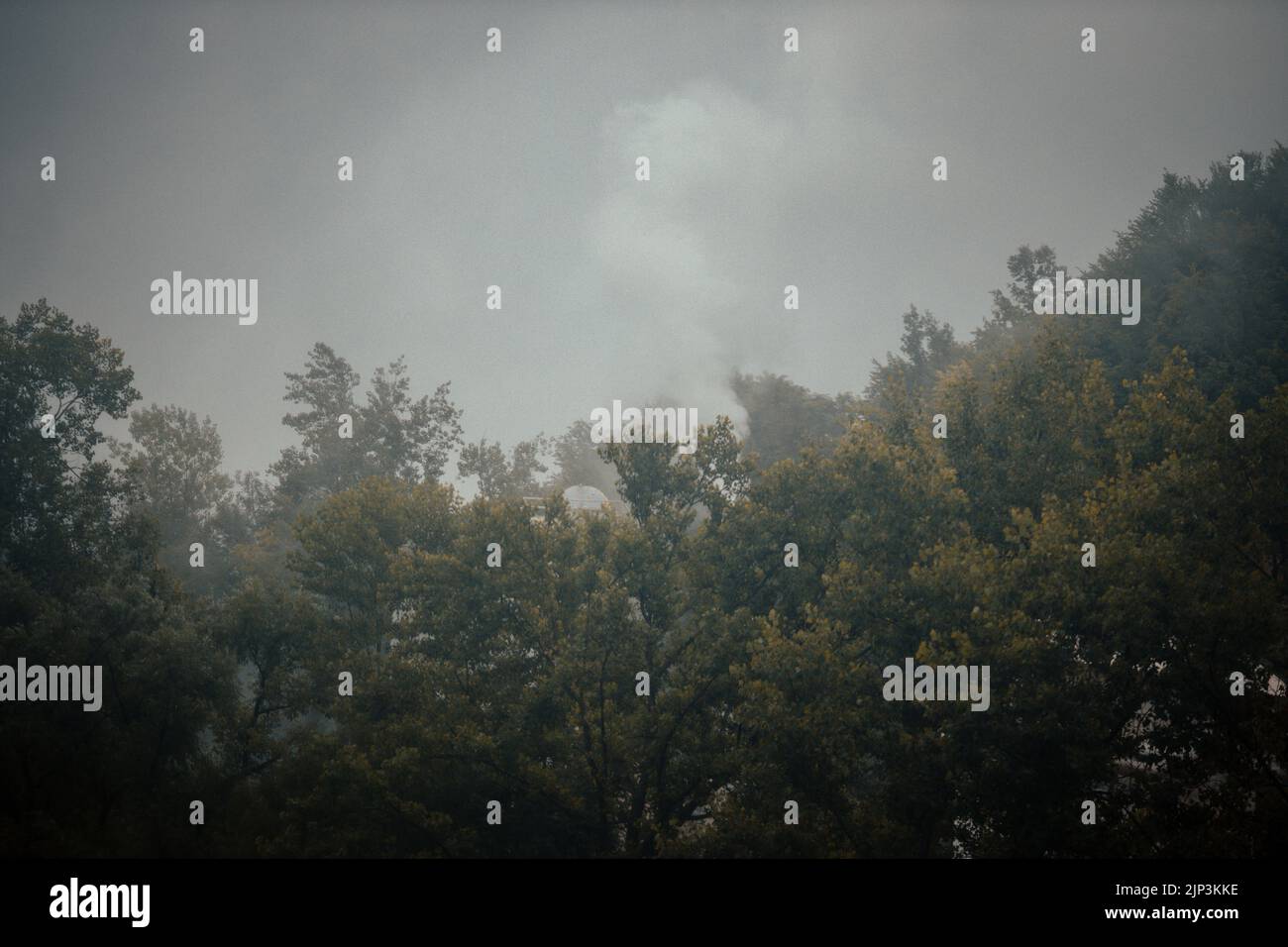 The lush green tree tops on cloudy sky background Stock Photo - Alamy