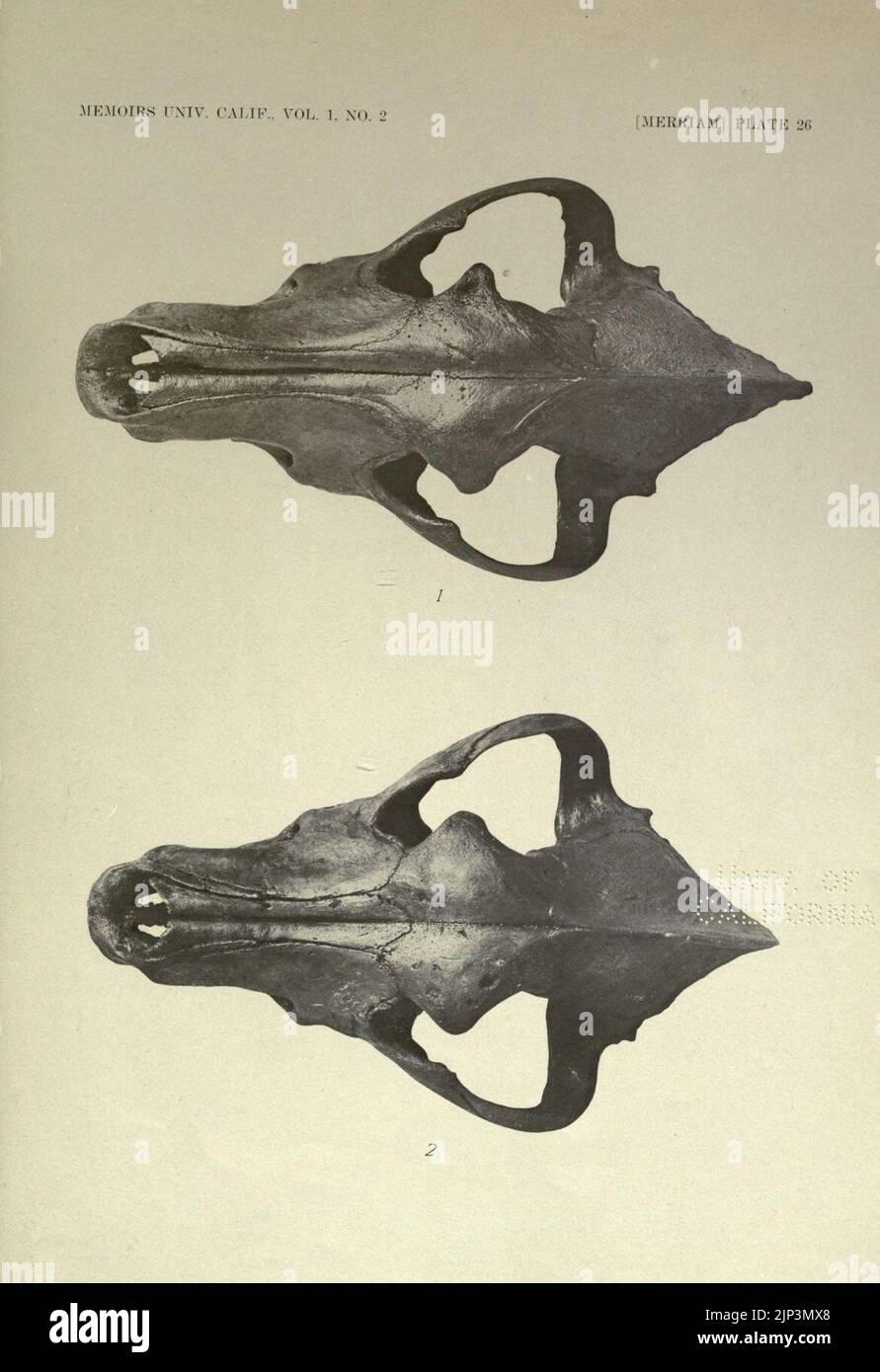 The fauna of Rancho La Brea Stock Photo Alamy