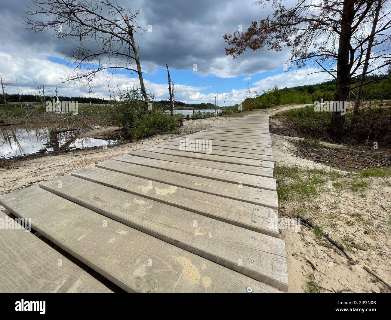 A wooden walkway in Hoge Kempen National Park, Belgium Stock Photo - Alamy