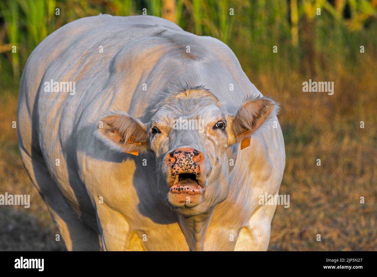 Close-up of white Charolais cow, French breed of taurine beef cattle, mooing / lowing in field at sunrise Stock Photo