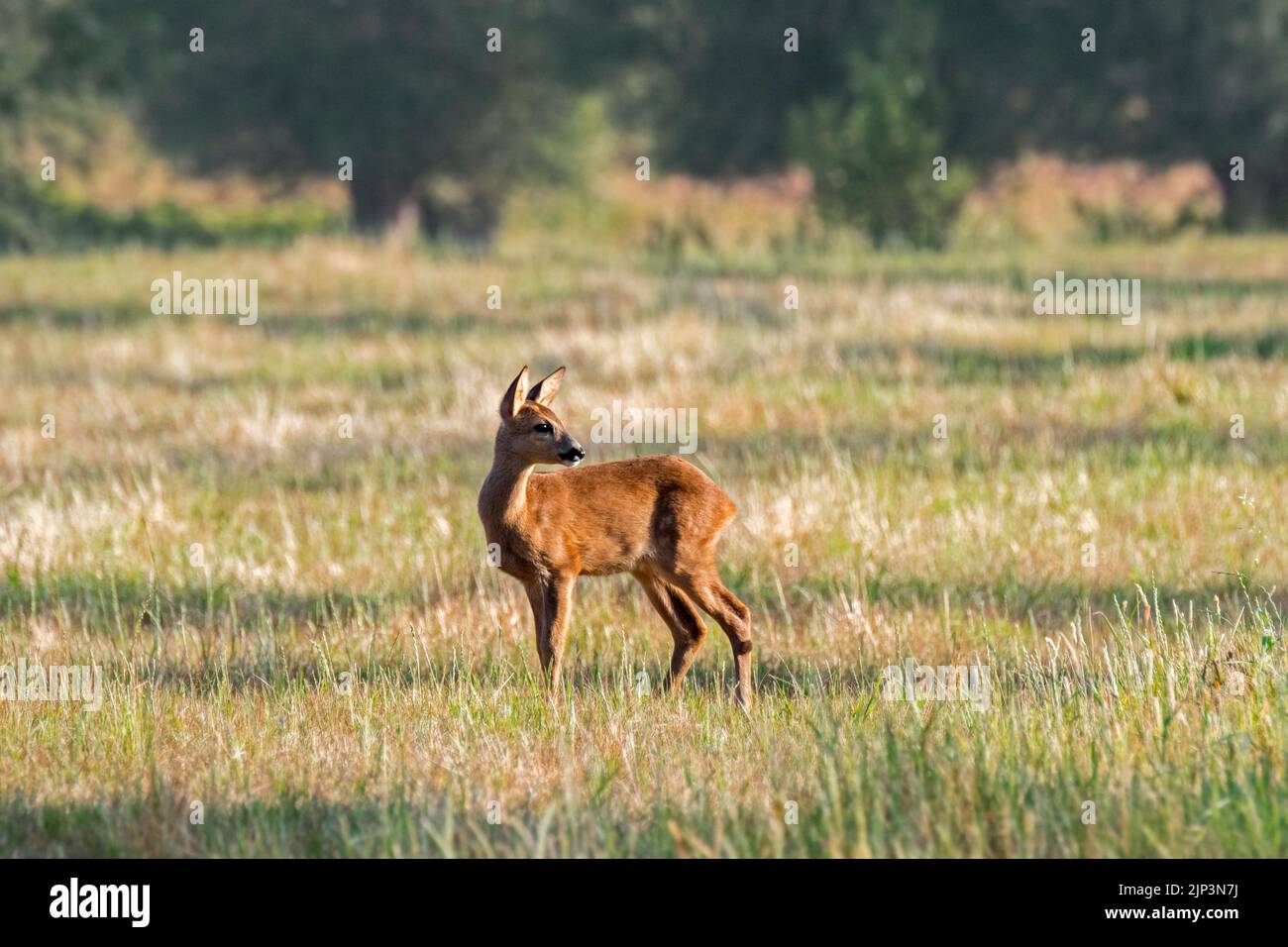 young-european-roe-deer-capreolus-capreolus-juvenile-foraging-in