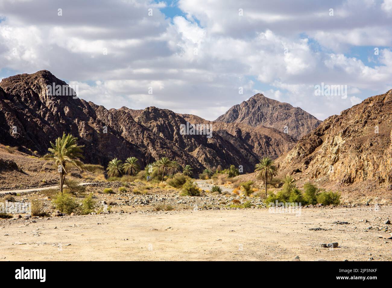 Wadi Shawka riverbed in Hajar Mountains, with oasis, palm trees and plants, rocky limestone mountains in the background, United Arab Emirates. Stock Photo