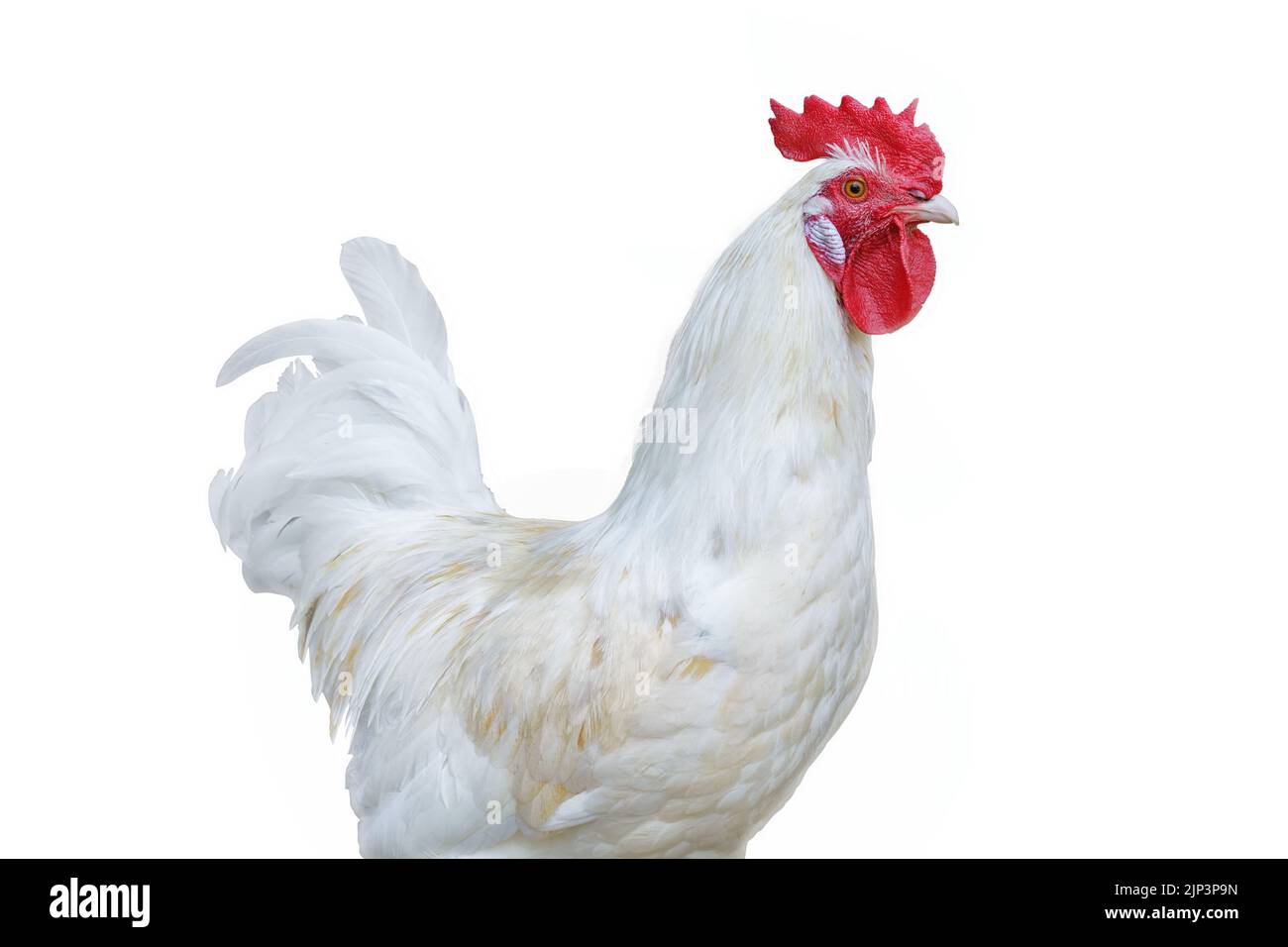 White rooster with bright red comb. Isolated on white, clipping path included Stock Photo