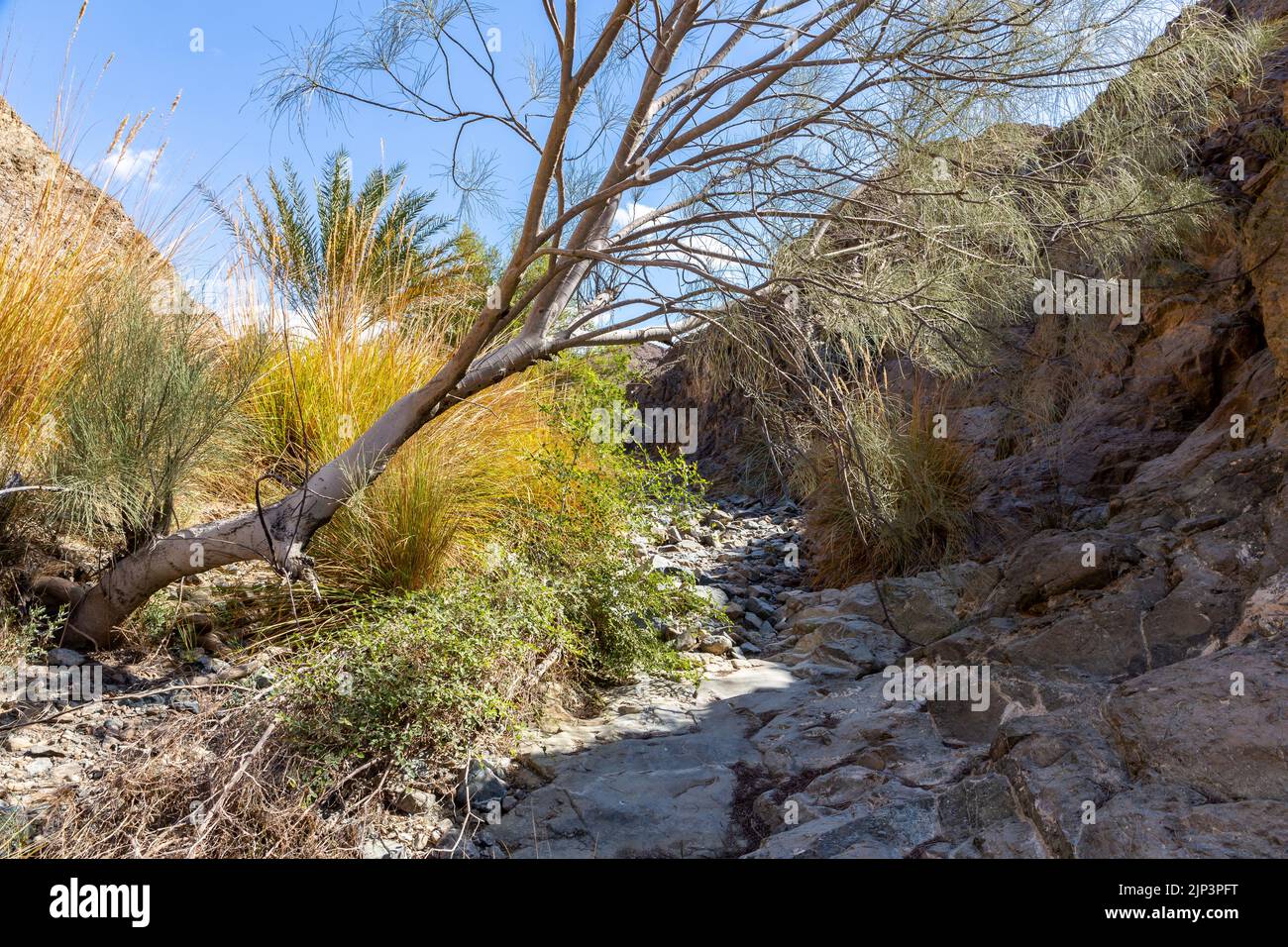 Stony hiking trail through dry riverbed of Wadi Shawka, with green vegetation, grass and palm trees, Hajar Mountains, United Arab Emirates. Stock Photo