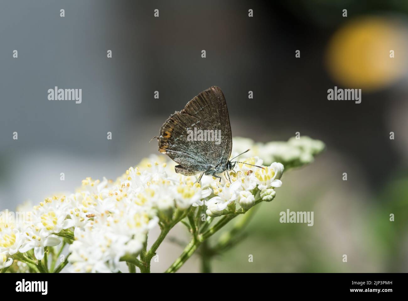 Feeding Sloe Hairstreak (Satyrium acaciae) Stock Photo