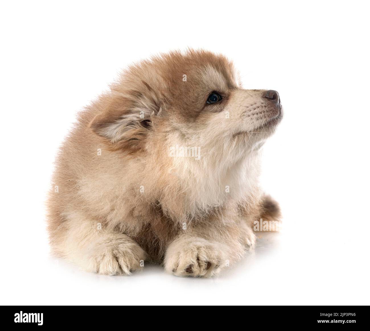 puppy Finnish Lapphund in front of white background Stock Photo