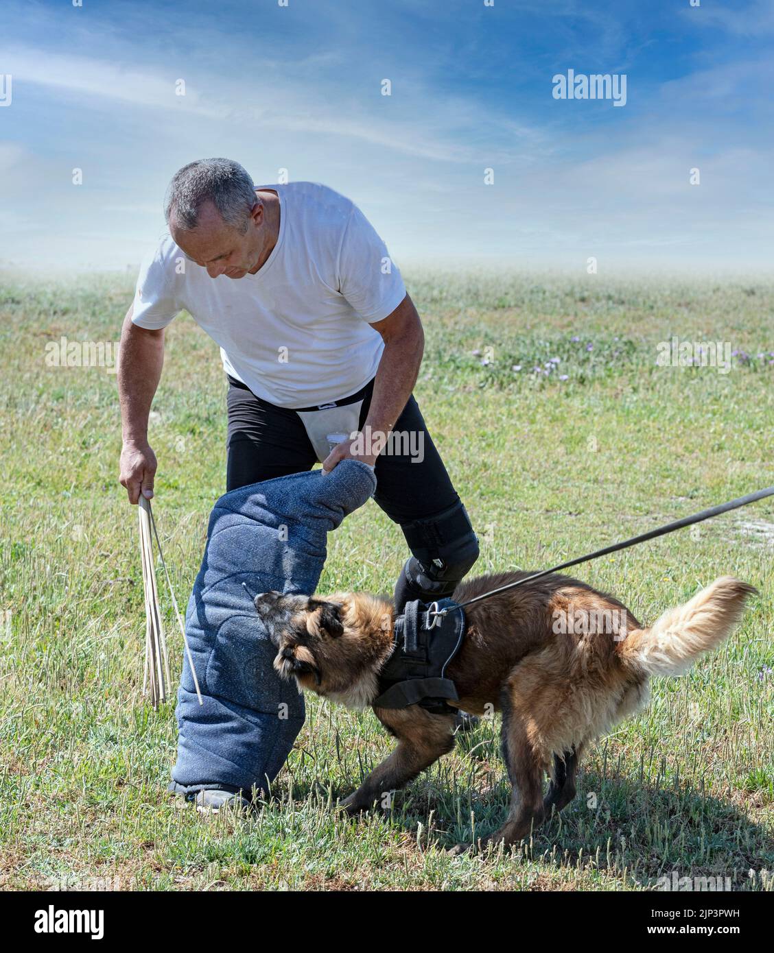 young belgian shepherd training in the nature for security Stock Photo