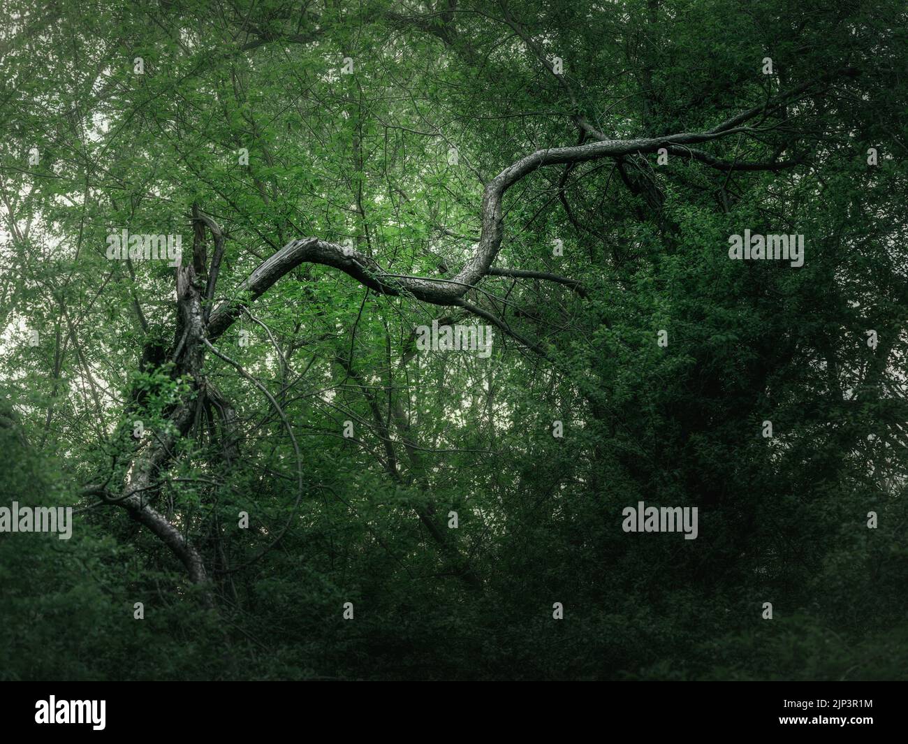 The breanches of trees in a forest Stock Photo - Alamy