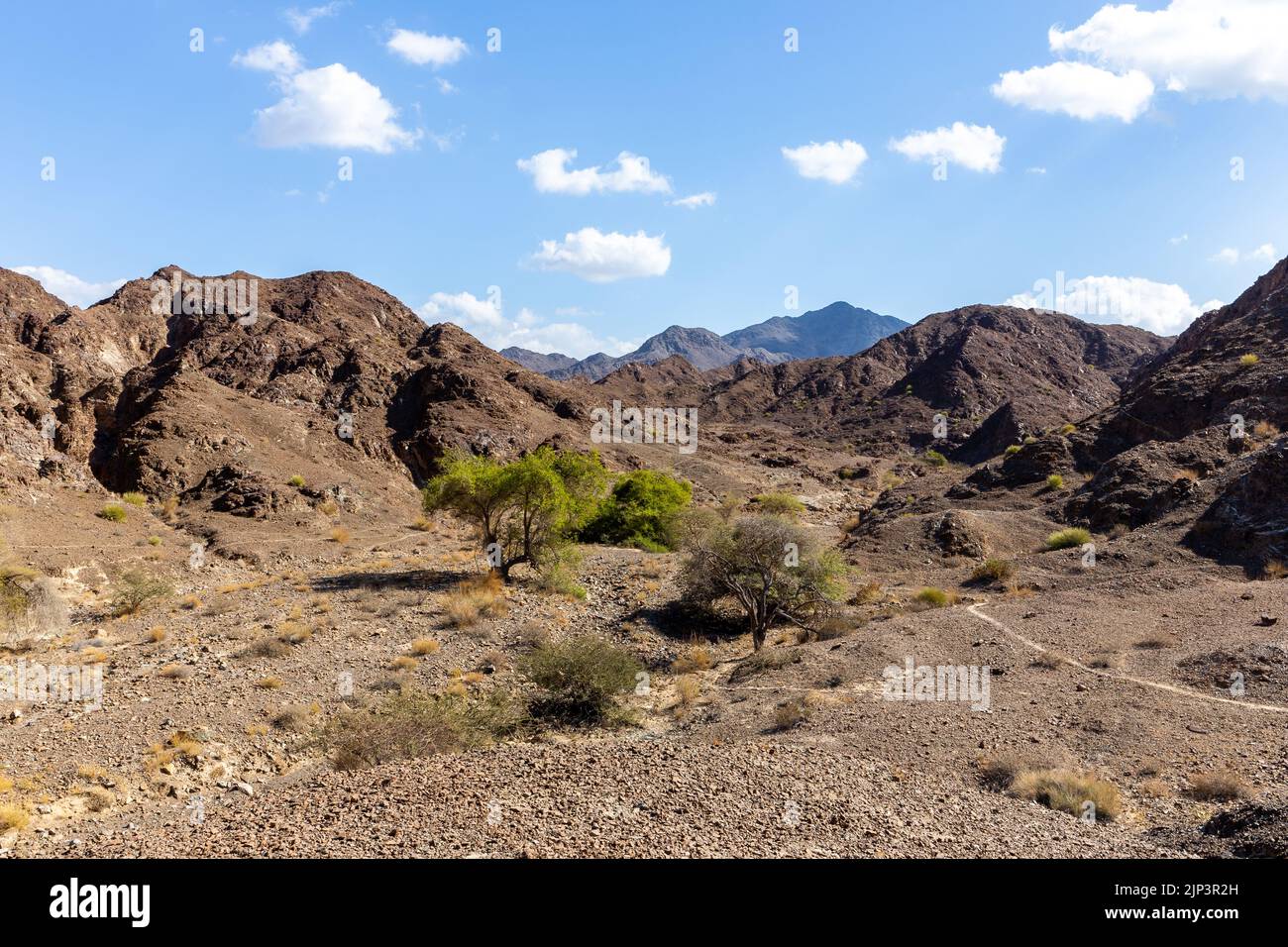 Wadi Shawka riverbed in Hajar Mountains, with oasis, ghaf trees, acacia trees and plants, rocky limestone mountains in the background, UAE. Stock Photo