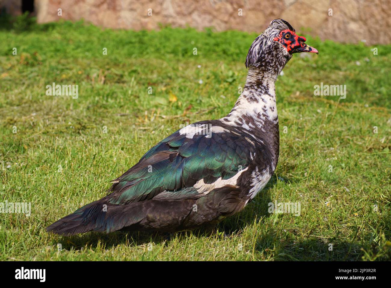 Big muscovy duck (Barbary duck) drake on the green lawn close up. Exotic poultry in the yard of a rural house Stock Photo
