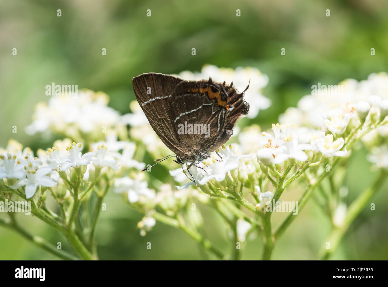 Feeding White-letter Hairstreak (Satyrium w-album) Stock Photo