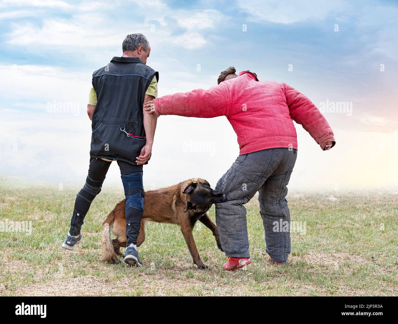 young belgian shepherd training in the nature for security Stock Photo
