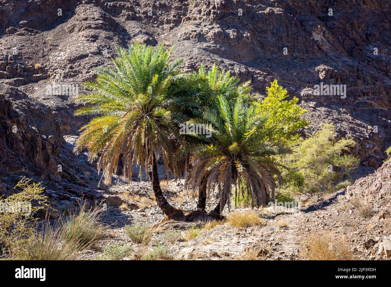 Wadi Shawka dry riverbed with oasis with big date palm trees (Phoenix dactylifera), United Arab Emirates. Stock Photo
