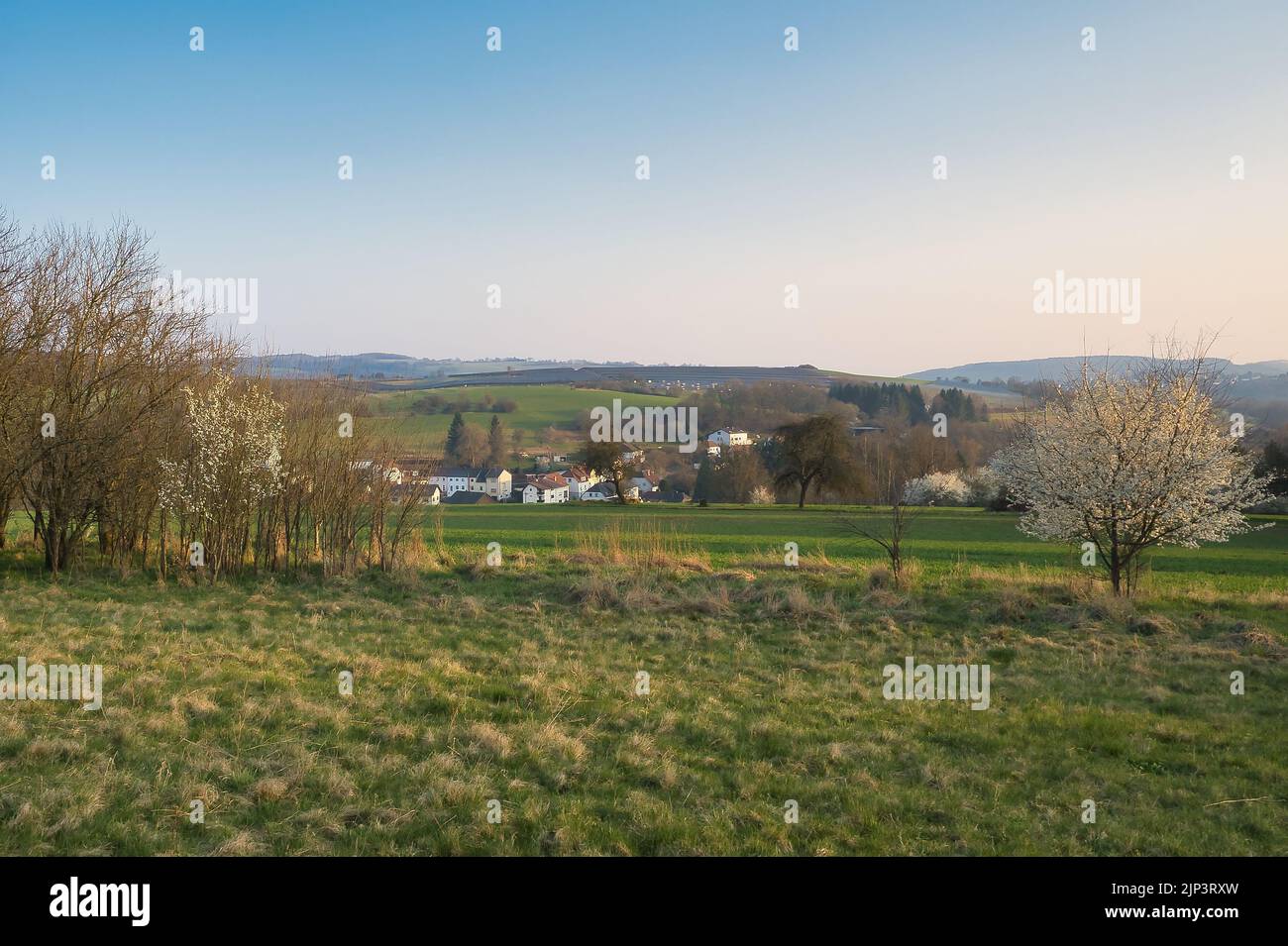 A beautiful calm rural landscape with meadow and blossomed trees Stock ...