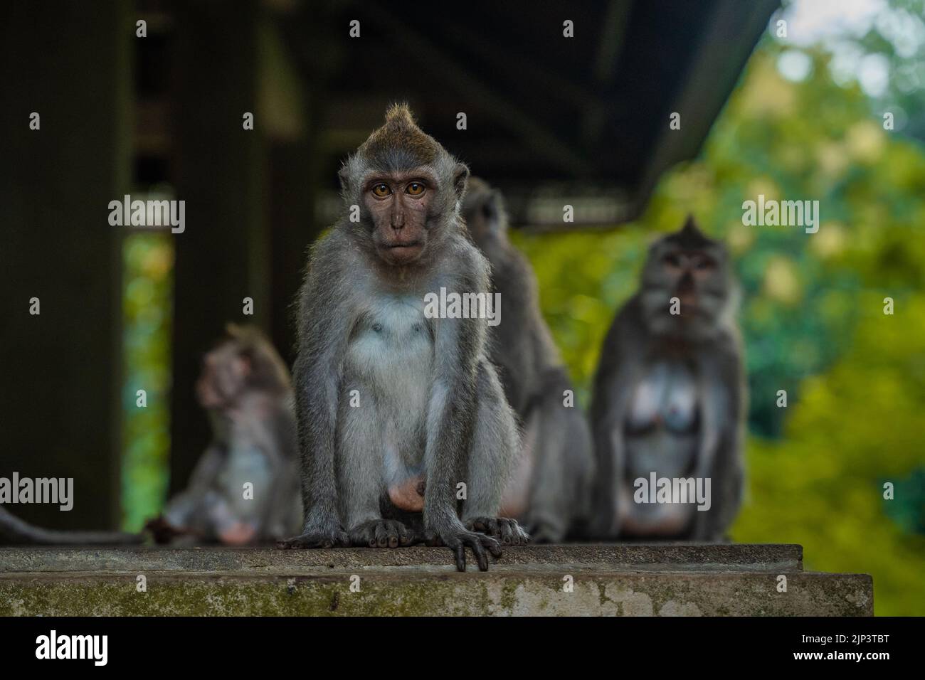 A group of furry monkeys in open zoo Stock Photo - Alamy