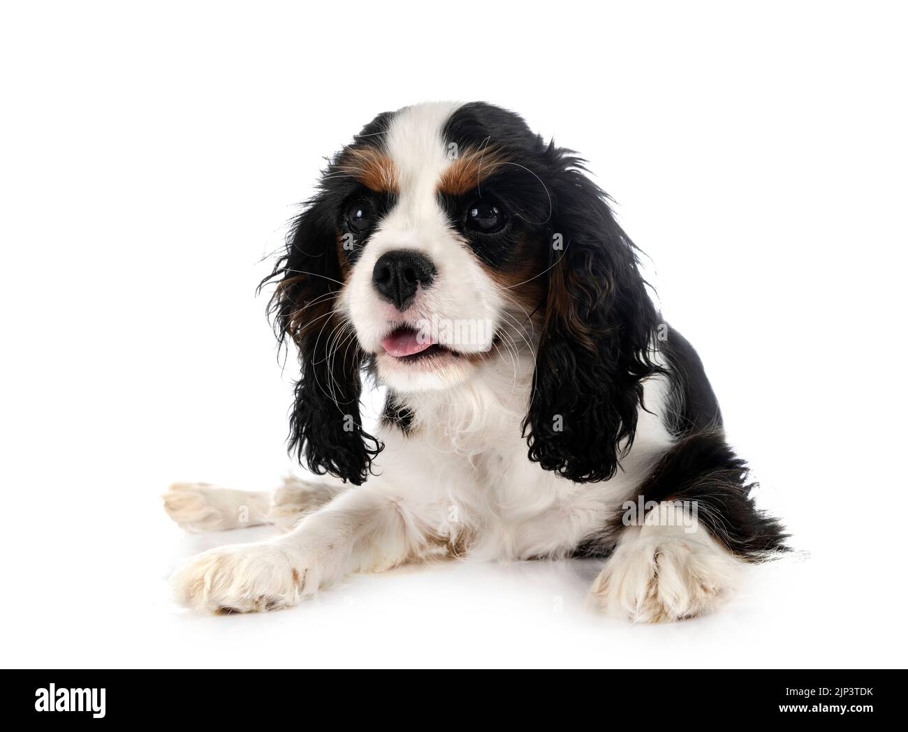 puppy cavalier king charles in front of white background Stock Photo